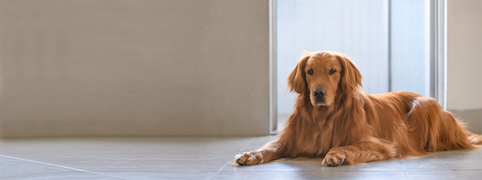 Comment évaluer combien coûte un chien ?