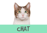 Assurance Chat